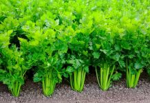 Ese koko Celeri zitera uburemba ku bagabo ! – Igisubizo cy’inzobere mu mirire