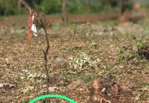 Igisasu cyo mu bwoko bwa grenade cyabonetse mu murima wo mu Murenge wa Rutunga