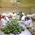 Rwanda Earns Over $13 Million from Agricultural Exports in Five Days