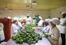 Rwanda Earns Over $13 Million from Agricultural Exports in Five Days